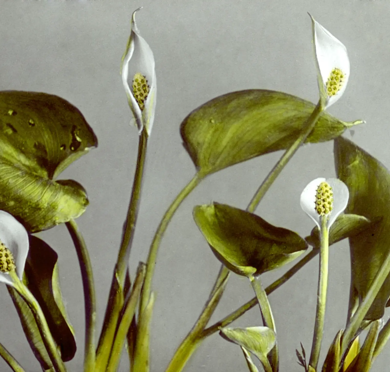Imatge d'una flor