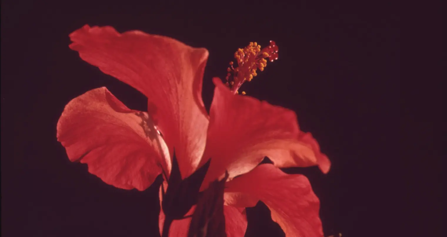 Fotografia de primer pla d'una flor vermella.