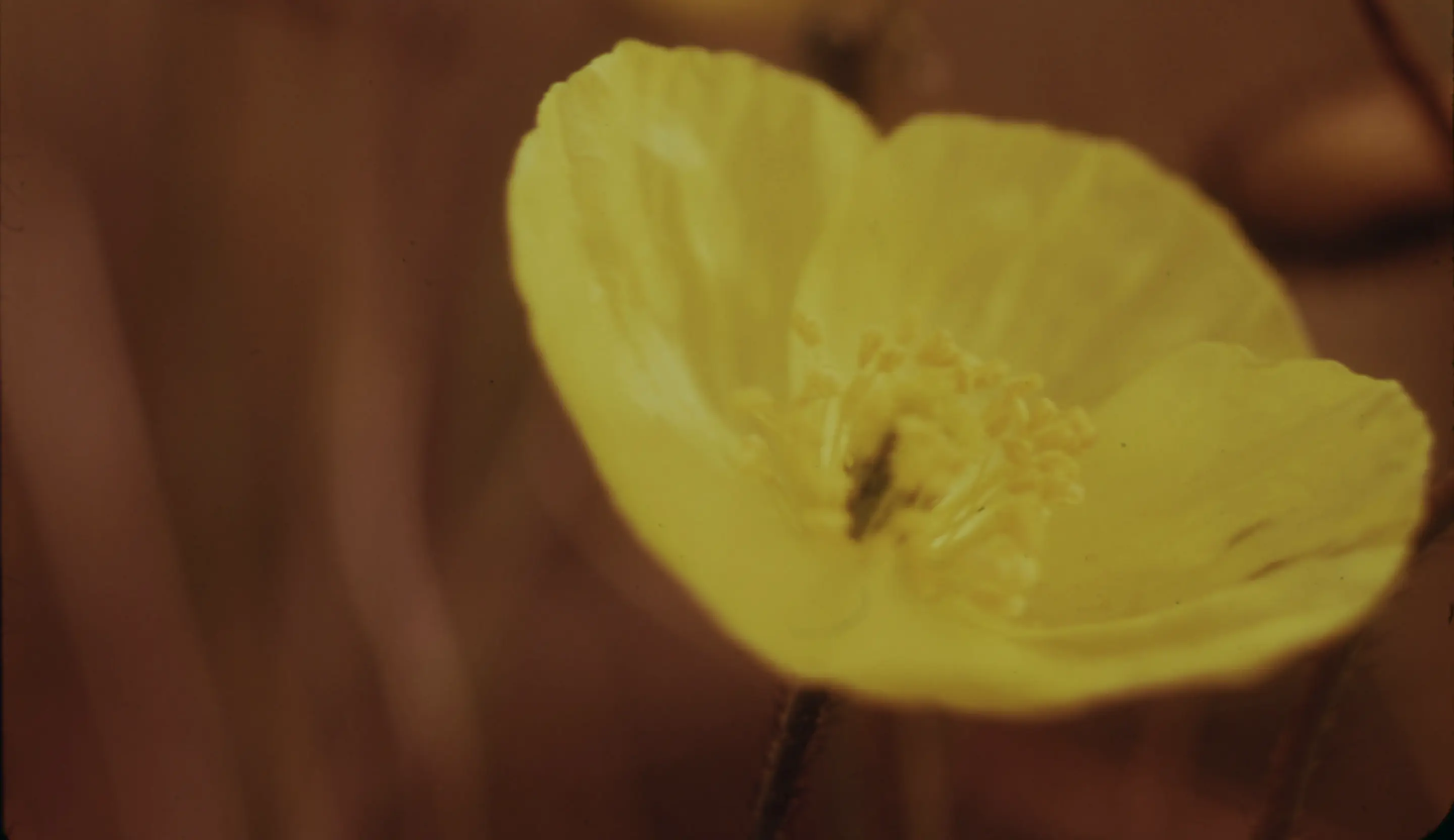 Imatge d'una flor