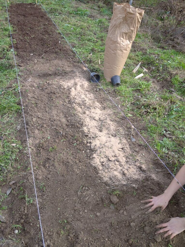 frass de tenebrio com a fertilitzant orgànic aplicat en un bancal
